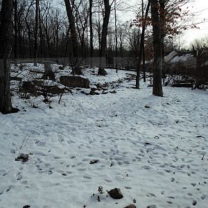Black Bear/Red Fox Exhibit