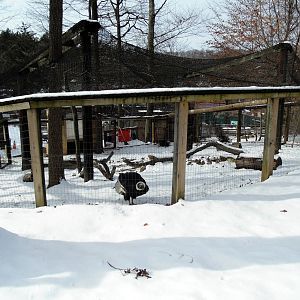 Andean Condor Exhibit