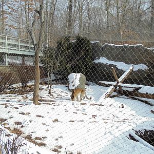 Amur Leopard Enclosure
