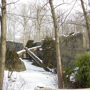 Snow Leopard Enclosure