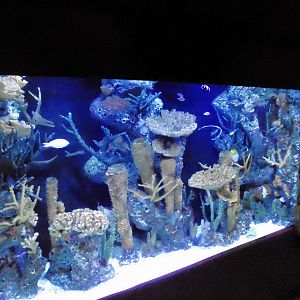 Tropical Currents Aquarium