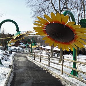 Sunflowers in Children's Area