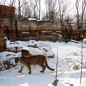 Big Cat Country - Cougar Exhibit