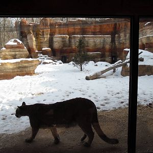 Big Cat Country - Cougar Exhibit