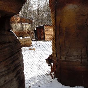 Big Cat Country - Jaguar Exhibit