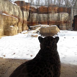 Big Cat Country - Jaguar Exhibit