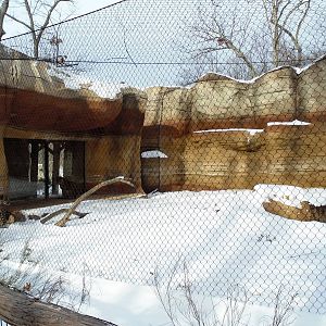 Big Cat Country - Jaguar Exhibit