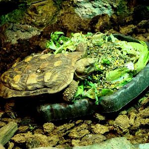 Malacochersus tornieri