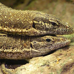 Varanus timorensis