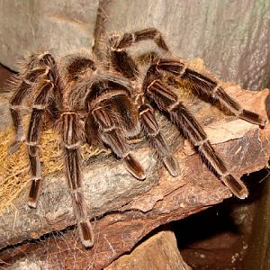 Lasiodora parahybana