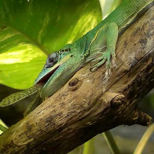 Anolis equestris