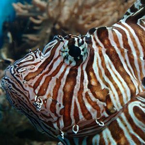 Pterois volitans