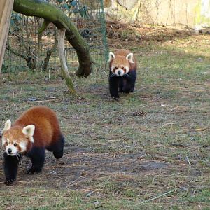 Ailurus fulgens fulgens