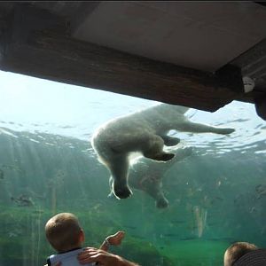 Jun. 2011-Polar Bears