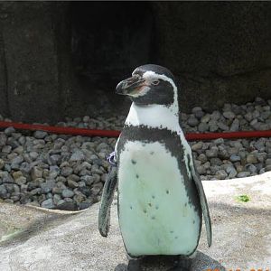 Jun. 2011-Humboldt Penguin