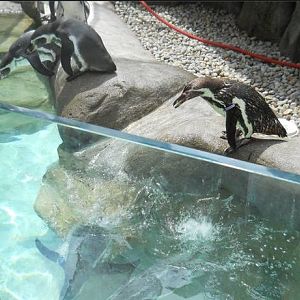 Jun. 2011-Humboldt Penguins