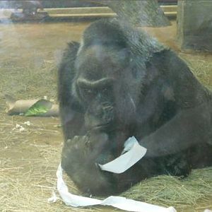 Jun. 2011-Colo-First Captive Born Gorilla