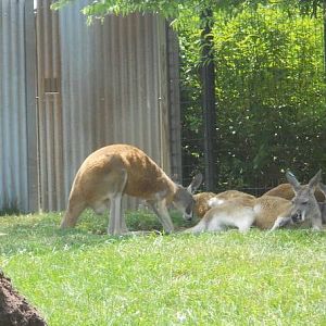 Jun. 2011-Red Kanaroos