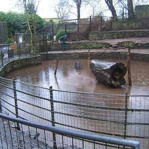 View of a very wet Barbary Sheep enclosure