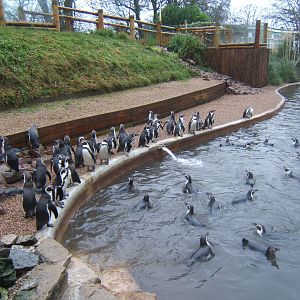 View of the Penguin enclosure from by the pool