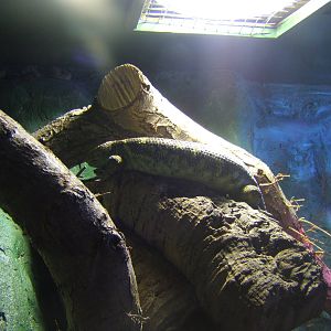 Prehensile-tailed Skink