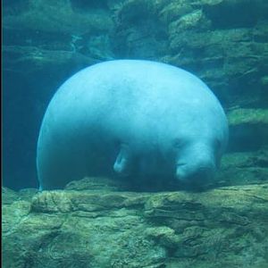 Aug. 2010-Florida Manatee