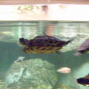 terrapin ID needed