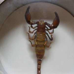 natural history museum