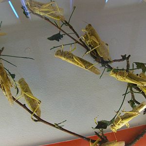 natural history museum