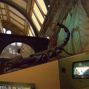 natural history museum