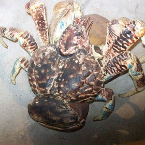 natural history museum