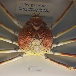 natural history museum