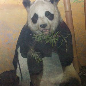 natural history museum