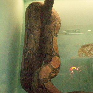 natural history museum