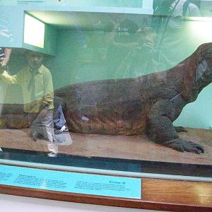 natural history museum