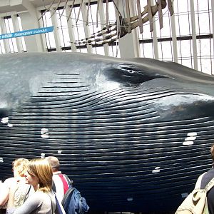 natural history museum