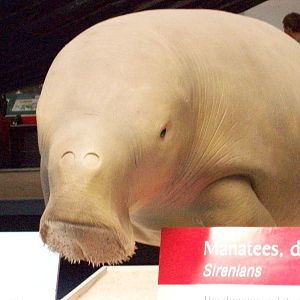 natural history museum