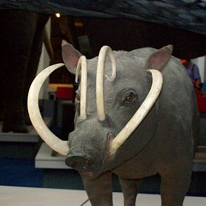 natural history museum