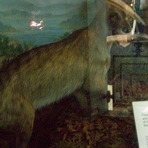 natural history museum