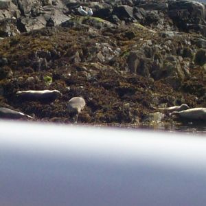 seals
