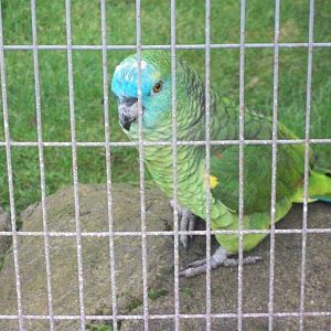 Archie, Blue-fronted Amazon 4th January 2013