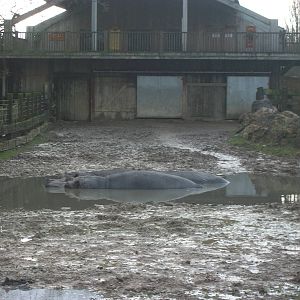 Wallow formed in Hippopotamus exhibit 4th January 2013