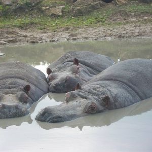 Enjoying the wallow 4th January 2013