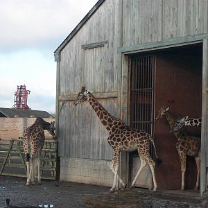 Hybrid Giraffes 4th January 2013