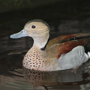 ringed teal