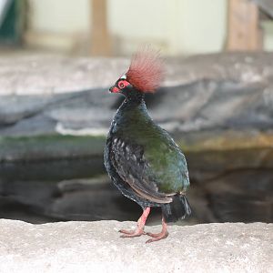 crested wood-patridge