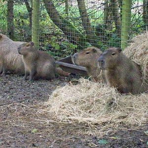 capybaras