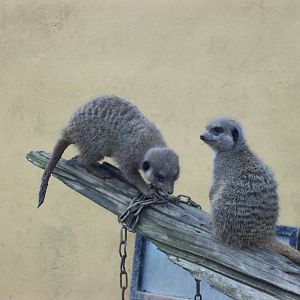 meerkats