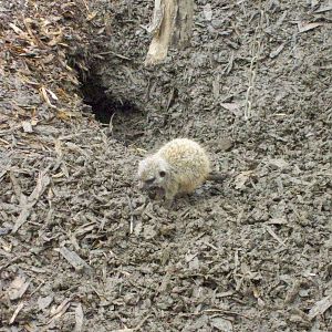 meerkat