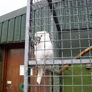Id for cockatoo needed